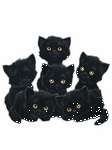 pic for Cute Blinking Black Kittens Gif